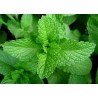 Menthe verte