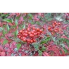 Nandina domestica