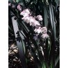 Ophiopogon ingriscens
