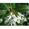 Osmanthus burkwoodii