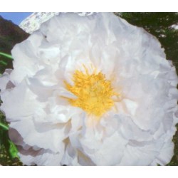 Paeonia arborea blanche - pivoine en arbre