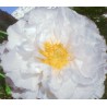 Paeonia arborea blanche - pivoine en arbre