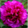 Paeonia arborea georges paul - pivoine en arbre