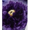 Paeonia arborea reine des violettes - pivoine en arbre