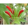 Aeschinanthus purple star