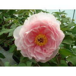 Paeonia arborea souvenir h renault - pivoine en arbre