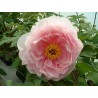 Paeonia arborea souvenir h renault - pivoine en arbre