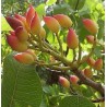 Pistacia vera male + femelle