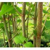 Polygonum bambusa japonica