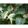 Polygonum bambusa japonica variegata
