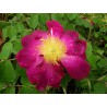 Rosa duchesse portland rosier