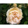 Rosa ghislaine feligonde rosier