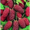 Rubus tayberry murier