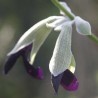 Salvia discolor