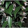 Sarcoccoca hookeriana var digyna