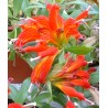 Aeschinanthus speciosus