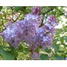 Syringat vulgaris katherine havemeyer lilas
