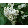 Syringat vulgaris mme lemoine lilas