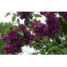 Syringat vulgaris mrs harding lilas