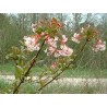 Viburnum bodnantense