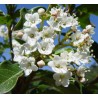Viburnum tinus