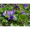 Viola odorata