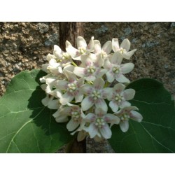 Wattakaka sinensis dregea