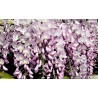 Wisteria sinensis rose (glycine)