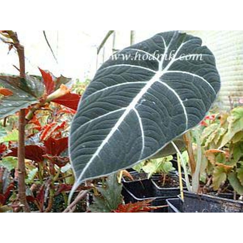 Alocasia amazonica black velvet