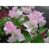 Bougainvillea imperial thai delight