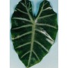 Alocasia cadierii