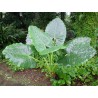 Alocasia macrorhiza