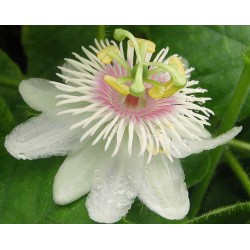 Passiflore foetida