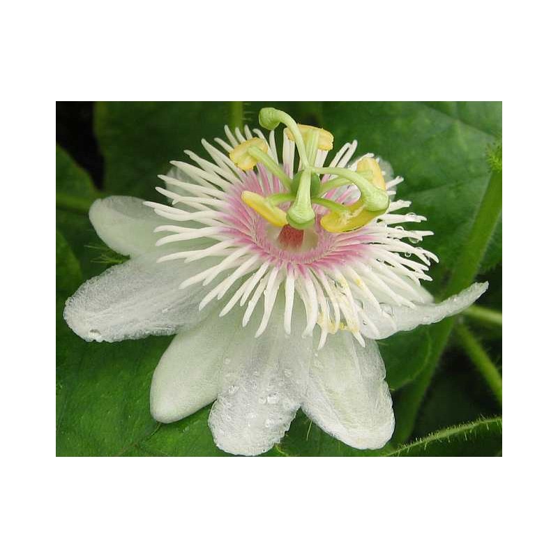 Passiflore foetida Passiflore foetida