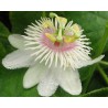 Passiflore foetida