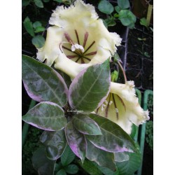 Solandra grandiflora variegata