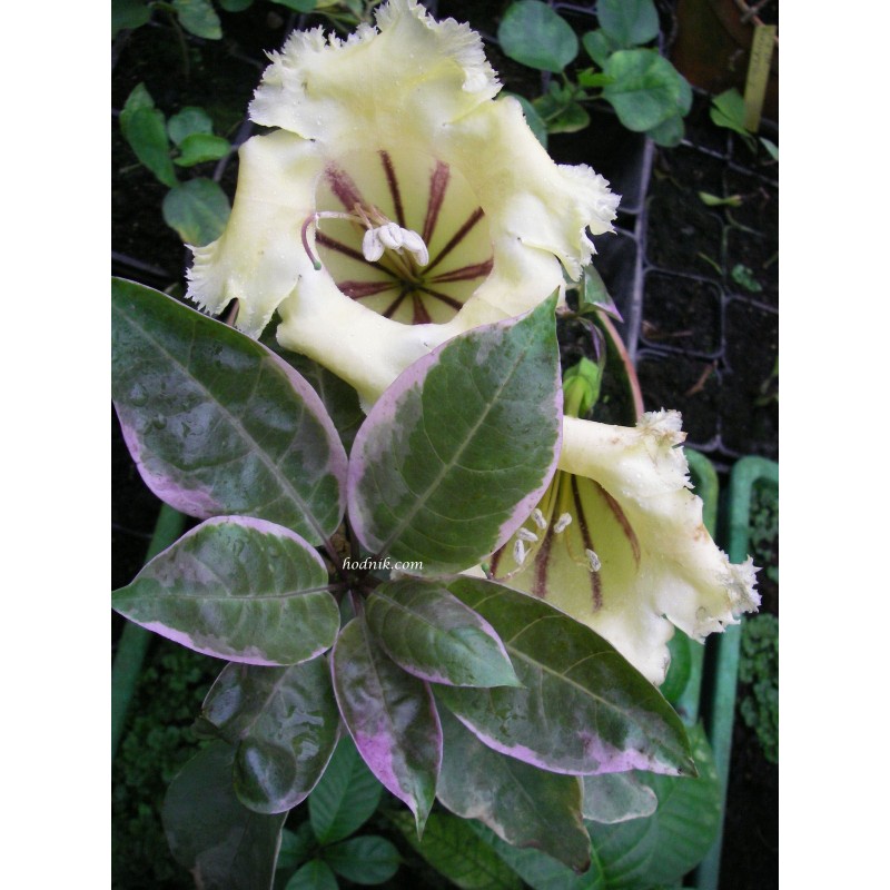 Solandra grandiflora variegata Solandra grandiflora variegata