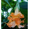 Brugmansia angel flight