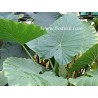 Alocasia odora