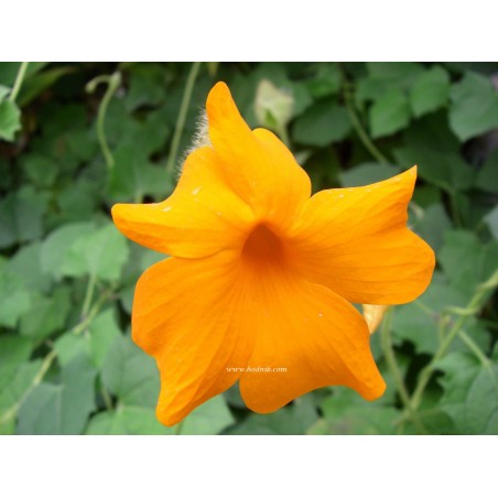 Thunbergia gibsonii