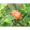 Abutilon striatum thompsonii