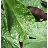 Alocasia uhinckii