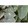 Colocasia esculenta