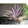 Cordyline indivisa rubra