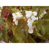 Begonia buffoderina