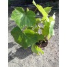 Begonia reniformis