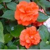 Impatiens double orange