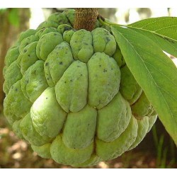 Annona squamosa pomme canelle