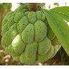 Annona squamosa pomme canelle