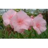Nerium oleander louis pouget - laurier rose